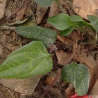 Trichopus zeylanicus Gaertn.